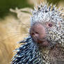 Quills and Whiskers