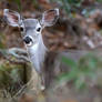 Mule Deer