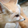 Fennec Fox Stare Down