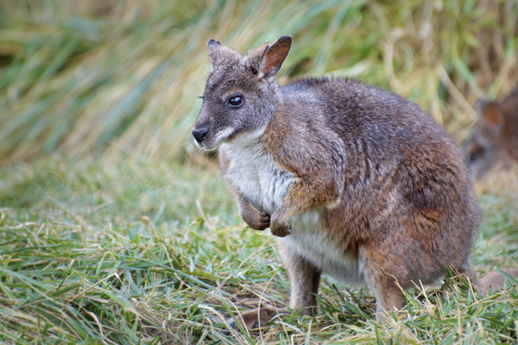 Little Bitty Macropod