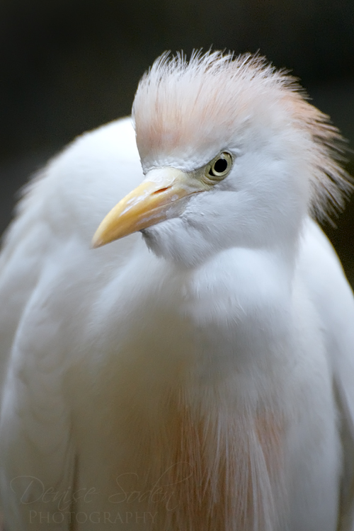 Cattle Egret Portrait