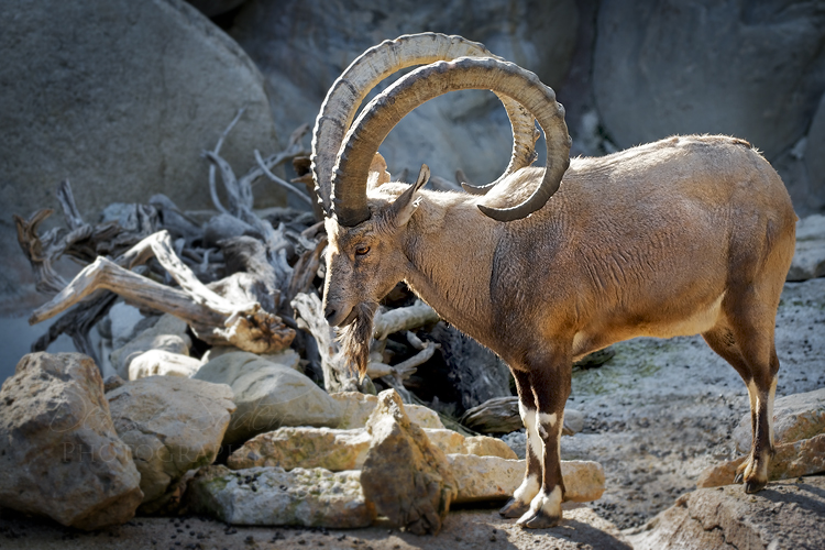 Nubian Ibex III