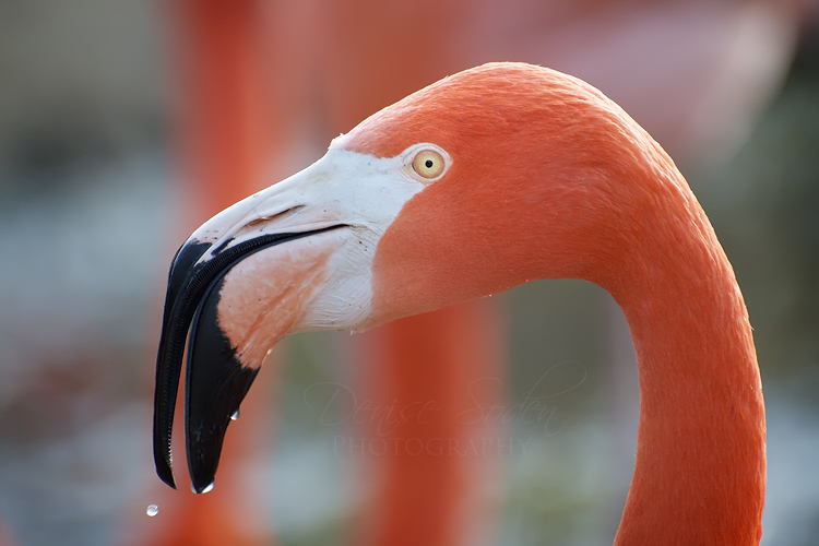 American Flamingo II