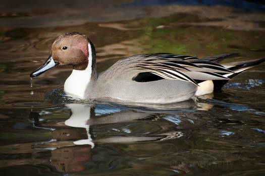 Northern Pintail II