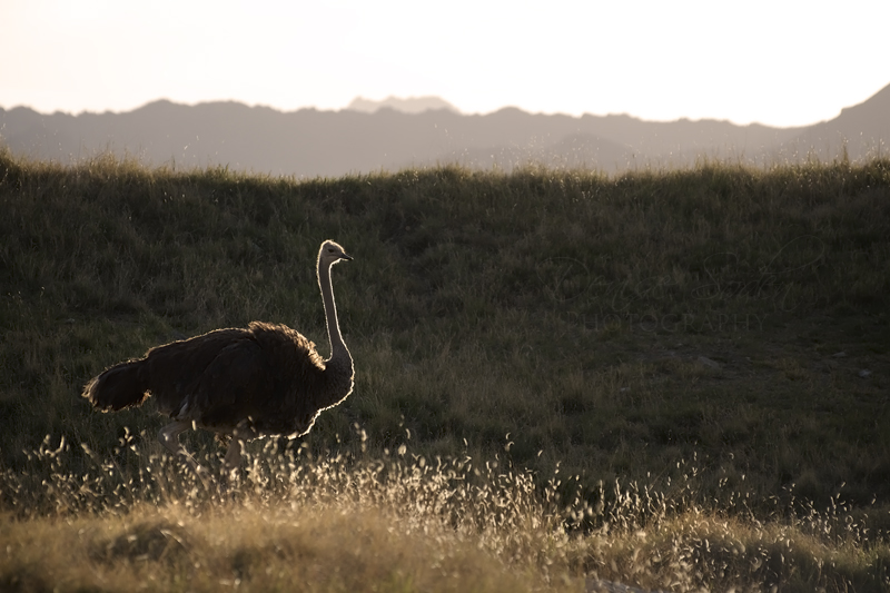 Sun-kissed Ostrich