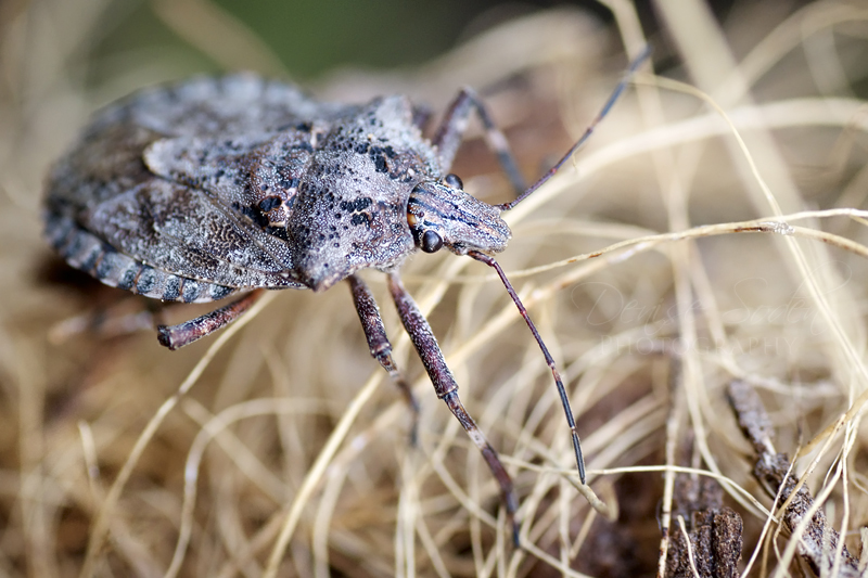 Stink Bug