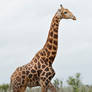 Wild Giraffe