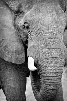 Elephant in Black and White