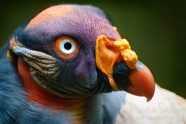 King Vulture