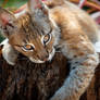 Playful Lynx Cub