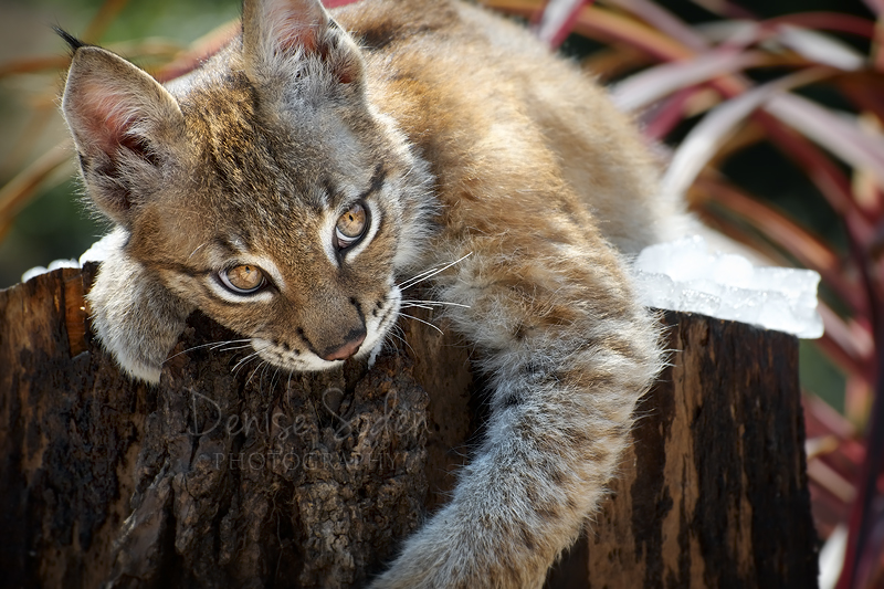 Playful Lynx Cub