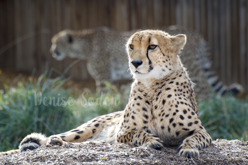 Sunset Cheetahs