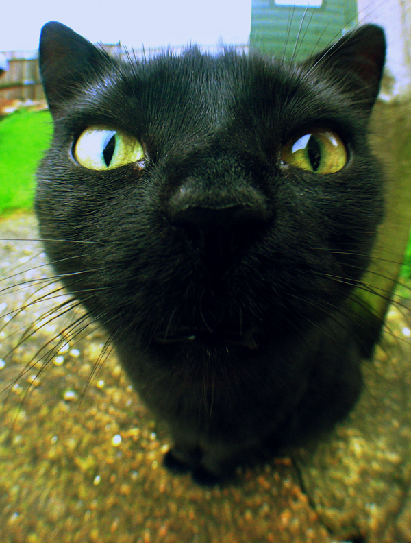 Fisheye Cat by Vickstar on DeviantArt