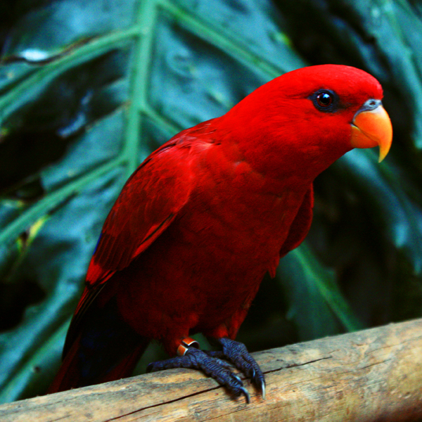 Red Bird