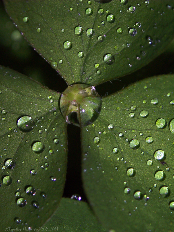 Catching the Rain