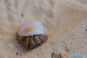 Hermit Crab 2 by Dossium