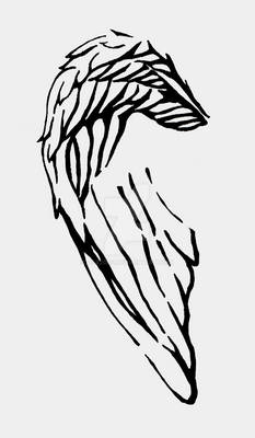 wing as hand drawn and scanned