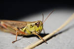 hopper by Blackberry57