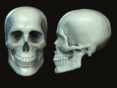 Skull - Zbrush 2