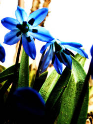 Blue Flower