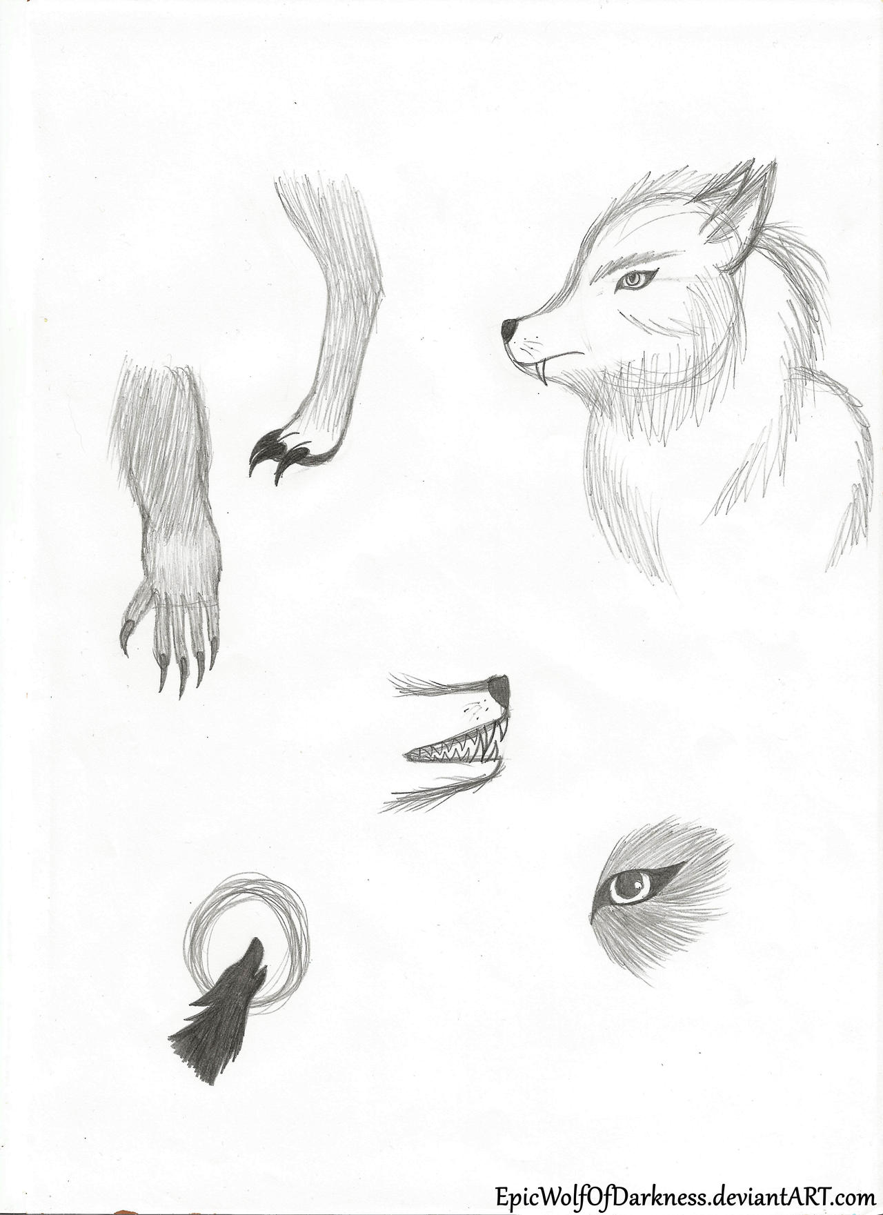 Werewolf Studies/Sketches by EpicWolfOfDarkness on DeviantArt