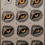 Animal Eye tutorial