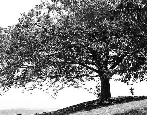 Shade On A Hot Day