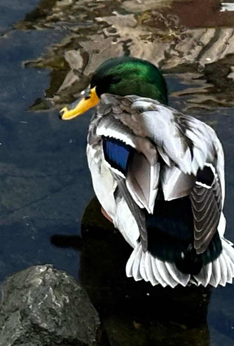 Mallard Duck by KittyKey13 on DeviantArt