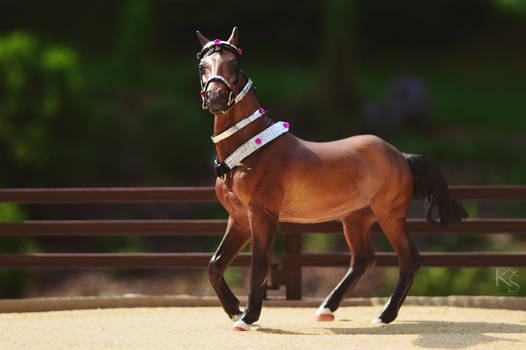 Akhal-Teke beauty