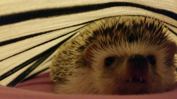 Hazel the Hedgehog