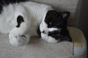 Black and white cat posing again