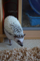 African pygmy hedgehog poking out