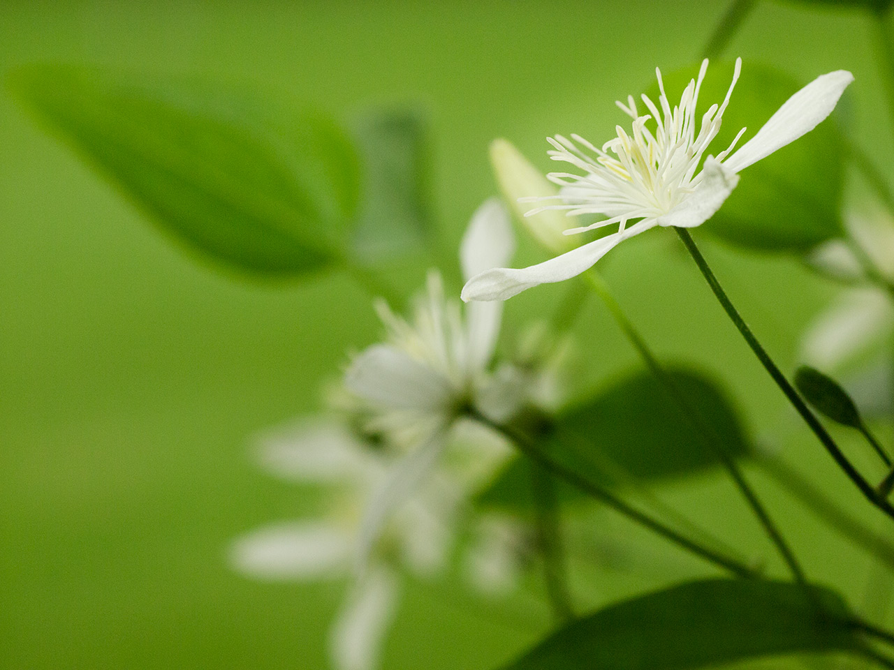 Tiny Little Flower