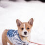 Risu in the Snow
