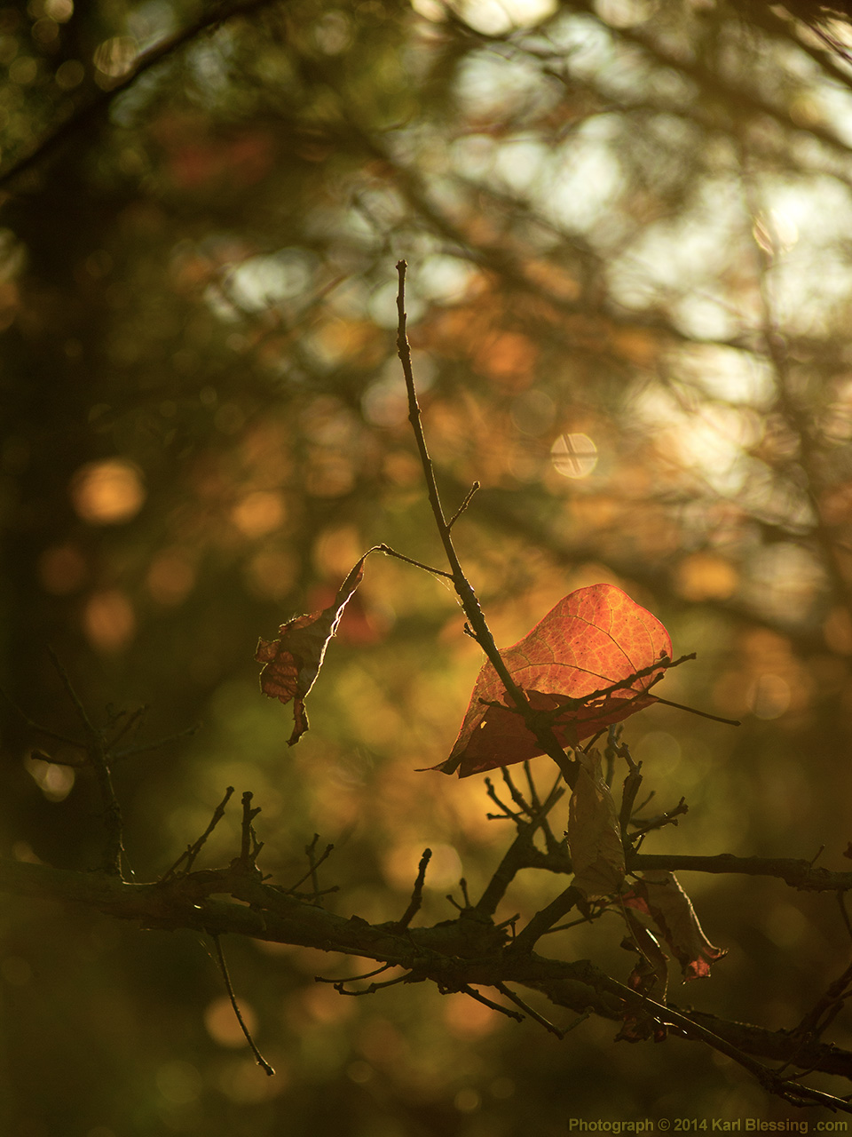 Sunset on a Leaf