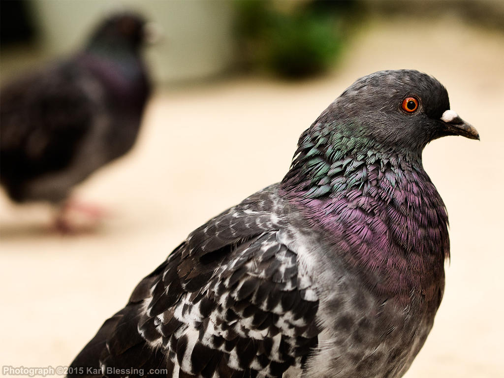 Pigeon Stalking - Side Profile