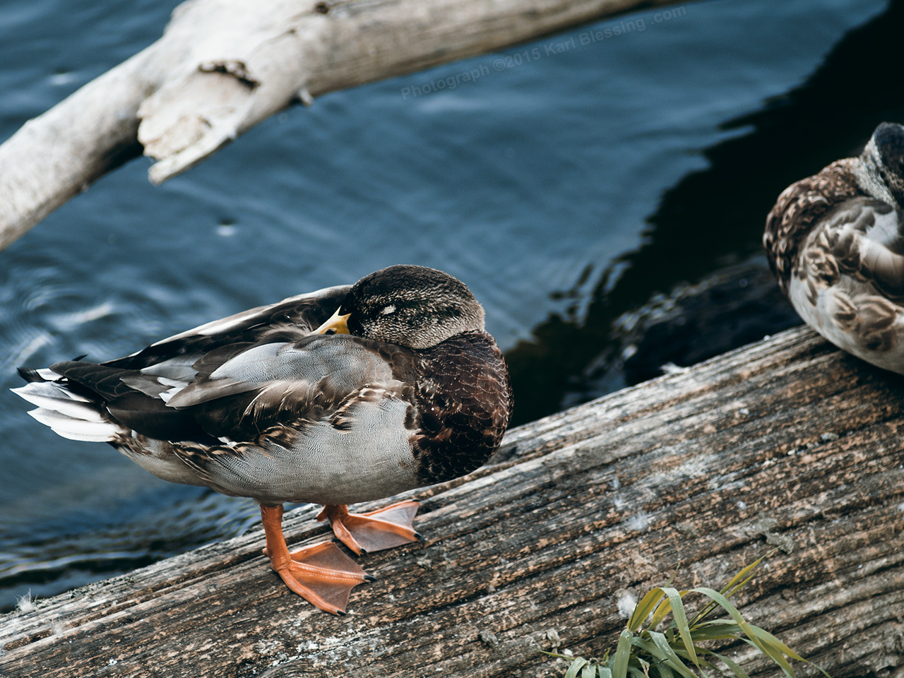 Little Duck Sleeping