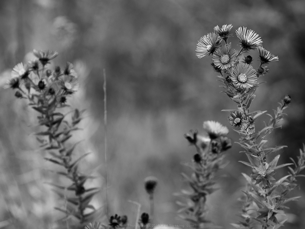 Monochromatic Dusk Flowers - Horizontal