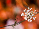 Baby's Breath? by KBeezie