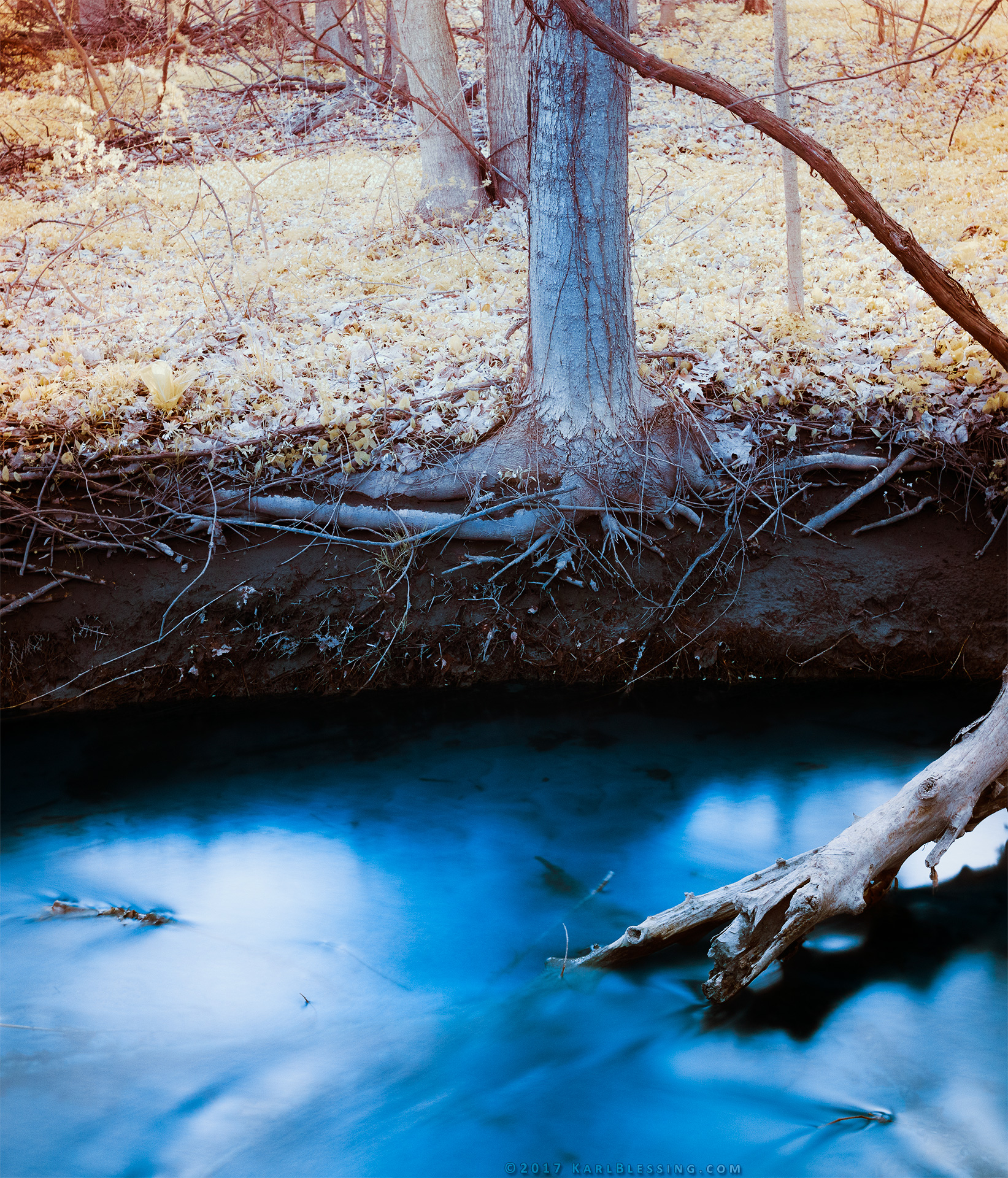 Rooted in a Creek