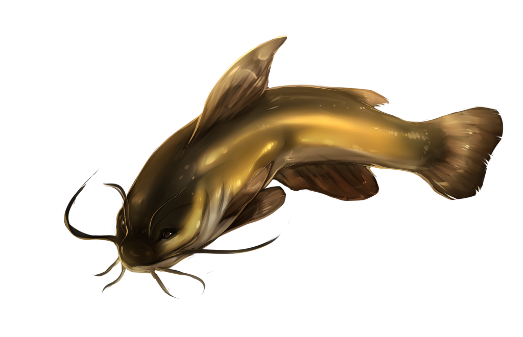 Catfish by TheOldRay on DeviantArt