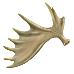 Moose antler