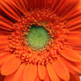 Orange Flower