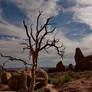 Dead tree at Arches National Park