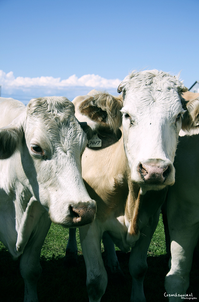 Lovely Cows