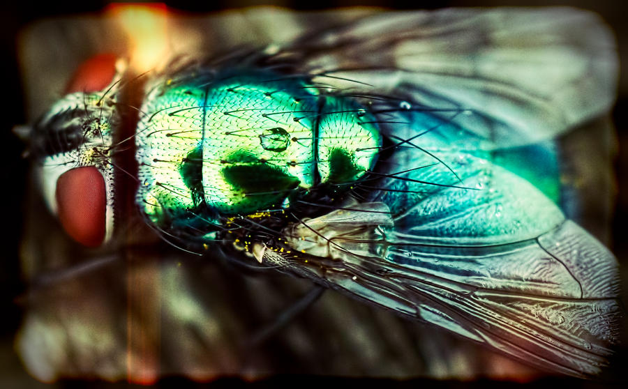 Diptera