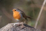 robin (erithacus rubecula) by Robert-Eede