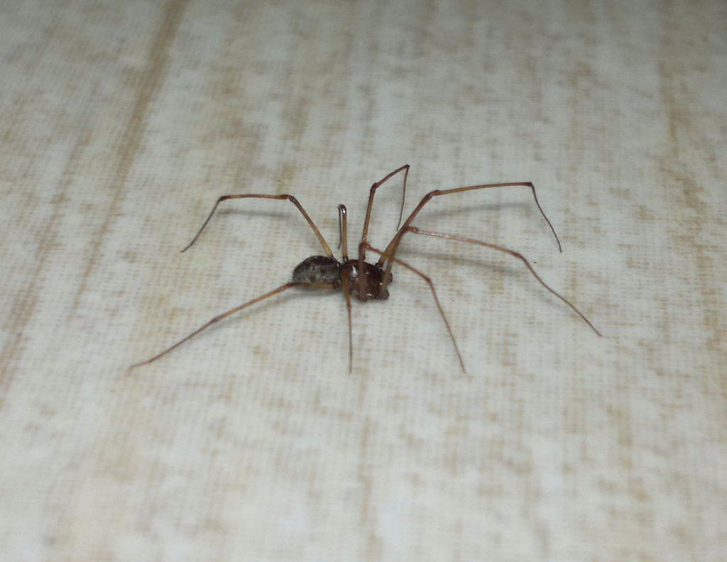 Little Spider On The Floor By Segamaniac On Deviantart