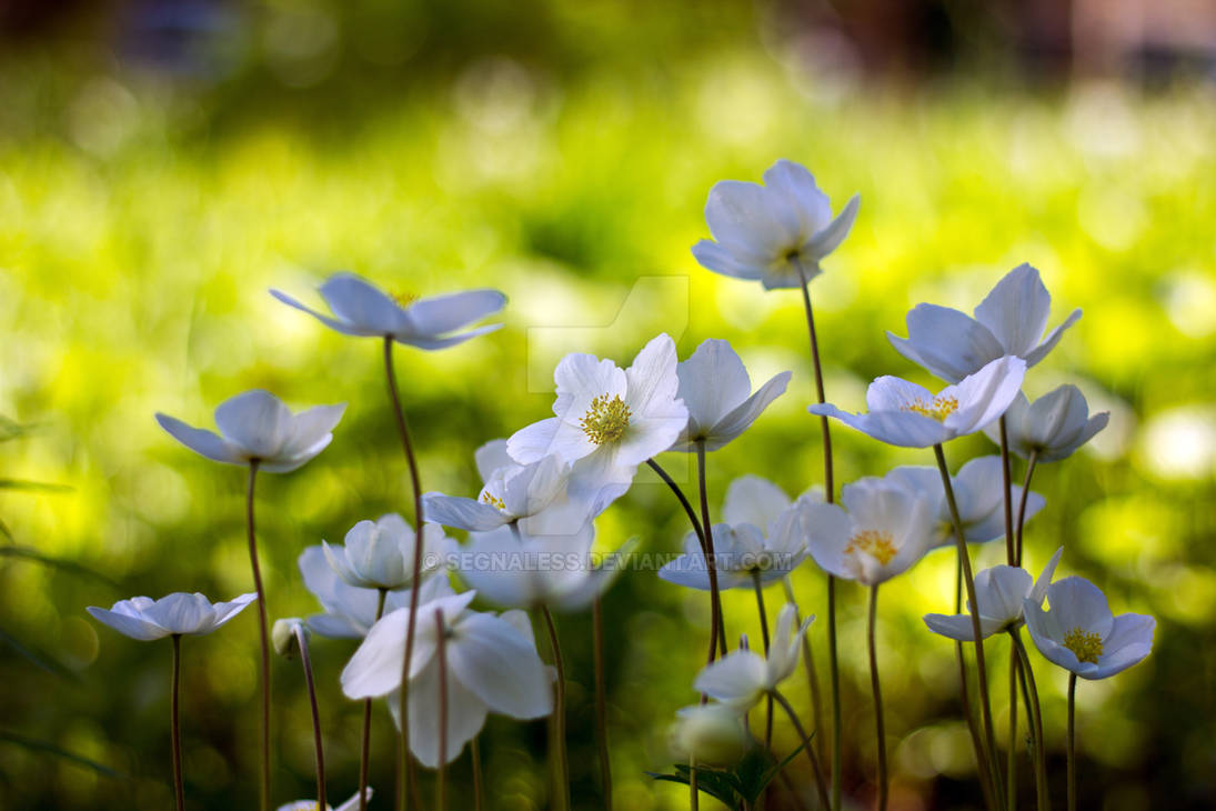 Spring Whispers Whispers of Spring by Segnaless on DeviantArt