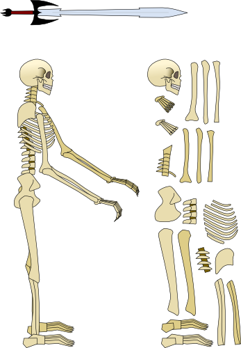 Skeleton